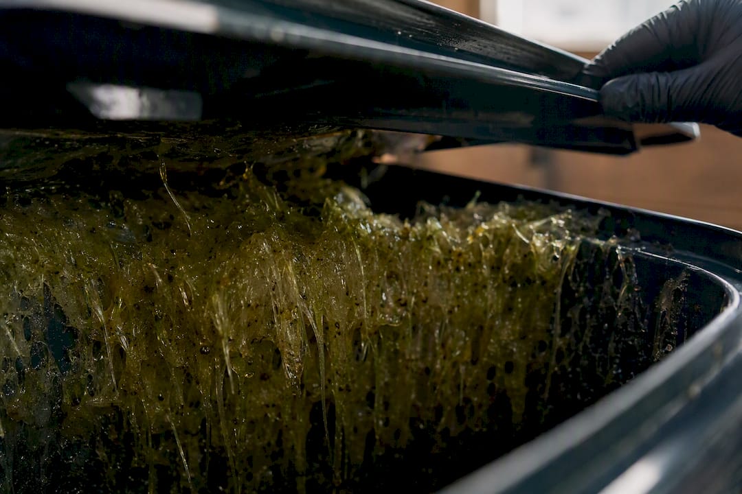 Close-up of biofilm slime inside trash bin